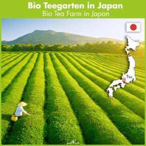 Japanischer Bio Matcha Premium, 30g