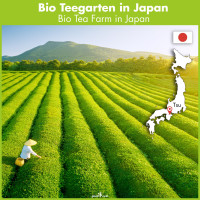 Matcha biologico giapponese Premium, 200g